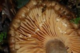 Lactarius subplinthogalus image