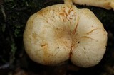 Chrysomphalina strombodes image