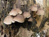 Pluteus longistriatus image