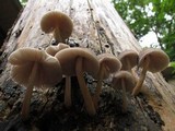 Pluteus longistriatus image