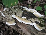 Gloeoporus dichrous image