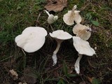 Clitopilus prunulus image