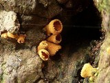 Encoelia heteromera image