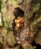 Encoelia heteromera image