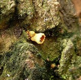 Encoelia heteromera image
