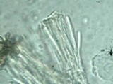Encoelia heteromera image