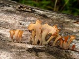 Dacryopinax spathularia image