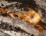 Dacryopinax spathularia image