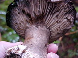 Russula nigricans image