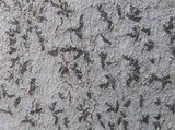 Image of Graphina anguina