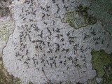 Graphina anguina image