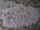 Graphina anguina image