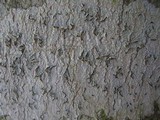 Graphina anguina image
