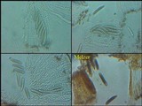 Graphis elegans image