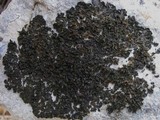 Collema fuscovirens image