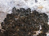 Collema fuscovirens image
