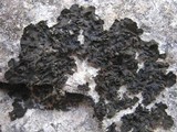 Collema fuscovirens image