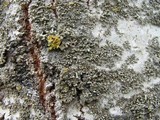 Physciella chloantha image