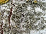 Physciella chloantha image