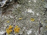 Physciella chloantha image