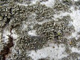 Physciella chloantha image