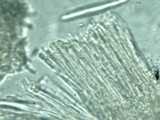 Encoelia heteromera image