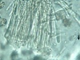 Encoelia heteromera image