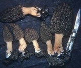 Morchella importuna image