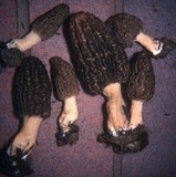 Morchella importuna image