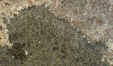Aspicilia phaea image