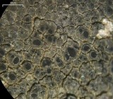 Aspicilia phaea image