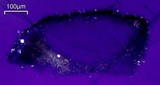 Aspicilia phaea image