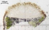 Aspicilia phaea image