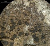 Buellia badia image