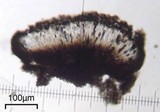 Buellia badia image