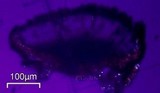 Buellia badia image