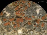 Caloplaca atroflava image