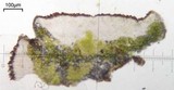 Caloplaca atroflava image