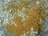 Caloplaca bolacina image