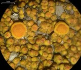 Caloplaca bolacina image