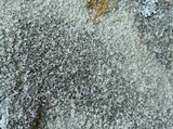 Lecanora pseudistera image