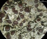 Lecanora pseudistera image