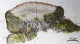 Lecanora pseudistera image
