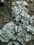 Physcia tribacia var. tribacia image