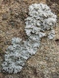 Physcia tribacia var. tribacia image