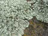 Xanthoparmelia cumberlandia image