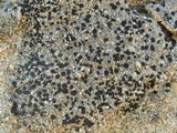 Lecidea laboriosa image