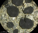 Lecidea laboriosa image