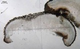 Lecidea laboriosa image