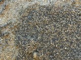Lecidea laboriosa image